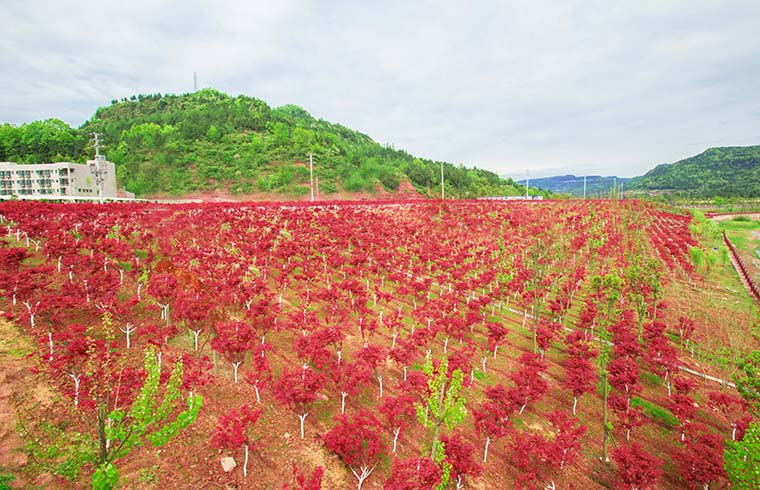 彩色產(chǎn)業(yè)公園
