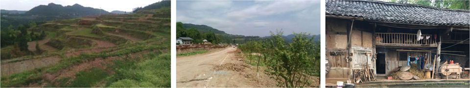 七彩青鳳 七彩青鳳