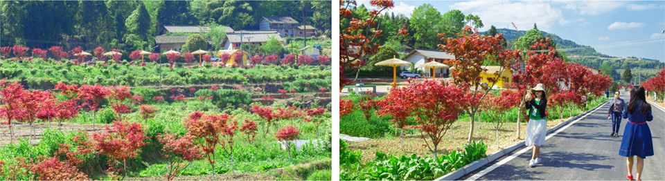 七彩青鳳 七彩青鳳