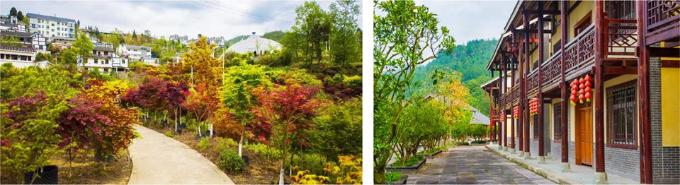 七彩槐樹 七彩槐樹