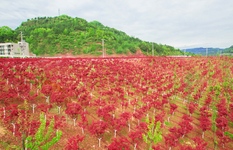 聚焦七彩 | 四川省委副書記、省長尹力調(diào)研七彩林業(yè)