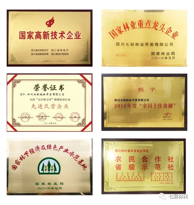 聚焦七彩 | 四川省委副書記、省長尹力調(diào)研七彩林業(yè)