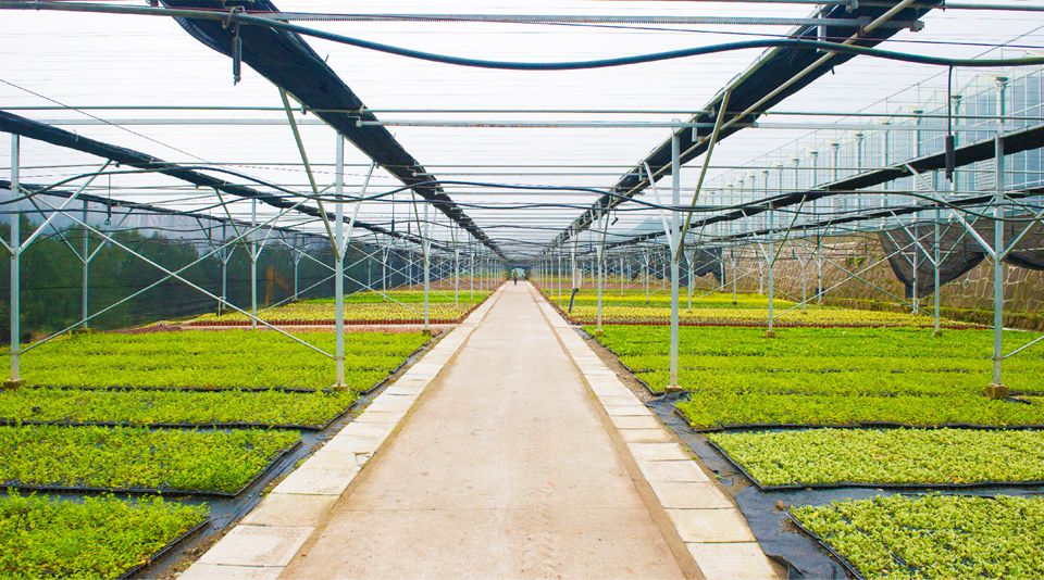 七彩喜訊 | 七彩林業(yè)技術中心被認定為四川省級企業(yè)技術中心