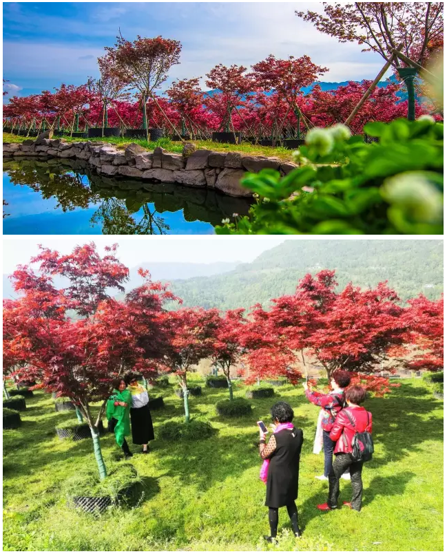 聚焦七彩 | 七彩林業(yè)榮獲全國“萬企幫萬村”精準(zhǔn)扶貧行動先進(jìn)民營企業(yè)