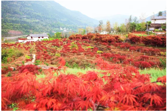 聚焦七彩 | 七彩林業(yè)榮獲全國“萬企幫萬村”精準(zhǔn)扶貧行動先進(jìn)民營企業(yè)