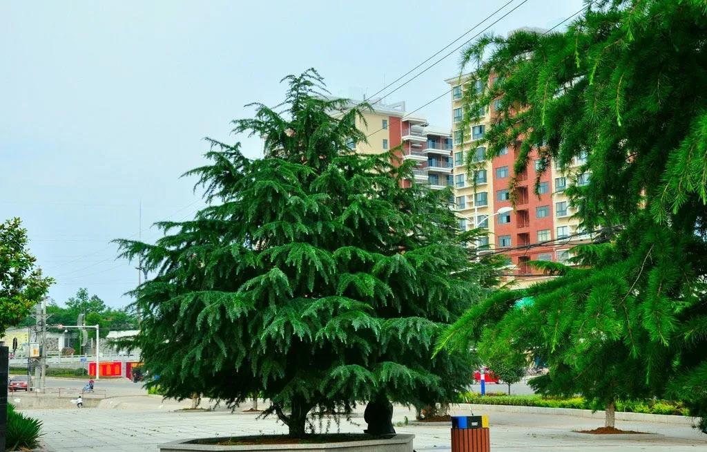 8大趨勢，讓你看清苗木行業(yè)的未來在哪里?