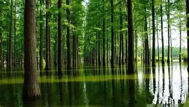 8大趨勢，讓你看清苗木行業(yè)的未來在哪里?