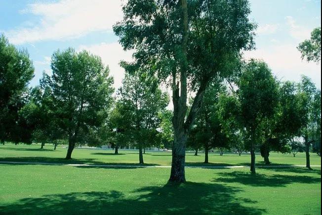 苗木市場的4大產(chǎn)業(yè)機(jī)遇，你抓住了嗎？