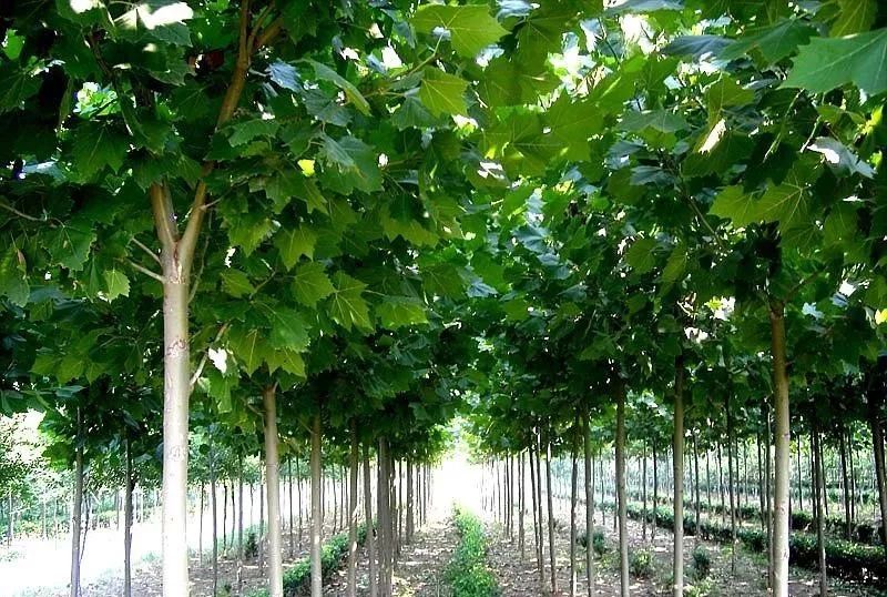 苗木市場的4大產(chǎn)業(yè)機(jī)遇，你抓住了嗎？