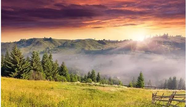 國家林業(yè)局推動森林養(yǎng)生試點(diǎn)建設(shè)，哪些樹種值得關(guān)注？