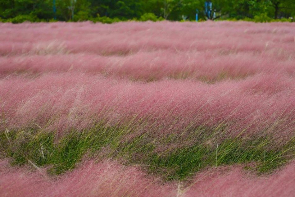 確保育種者獲得品種權(quán)收益 | 環(huán)球