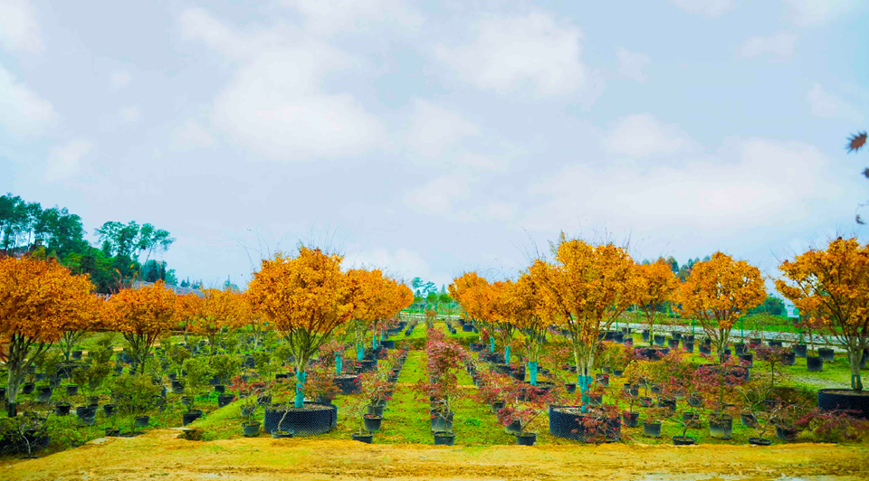 蒲江核心示范園區(qū)