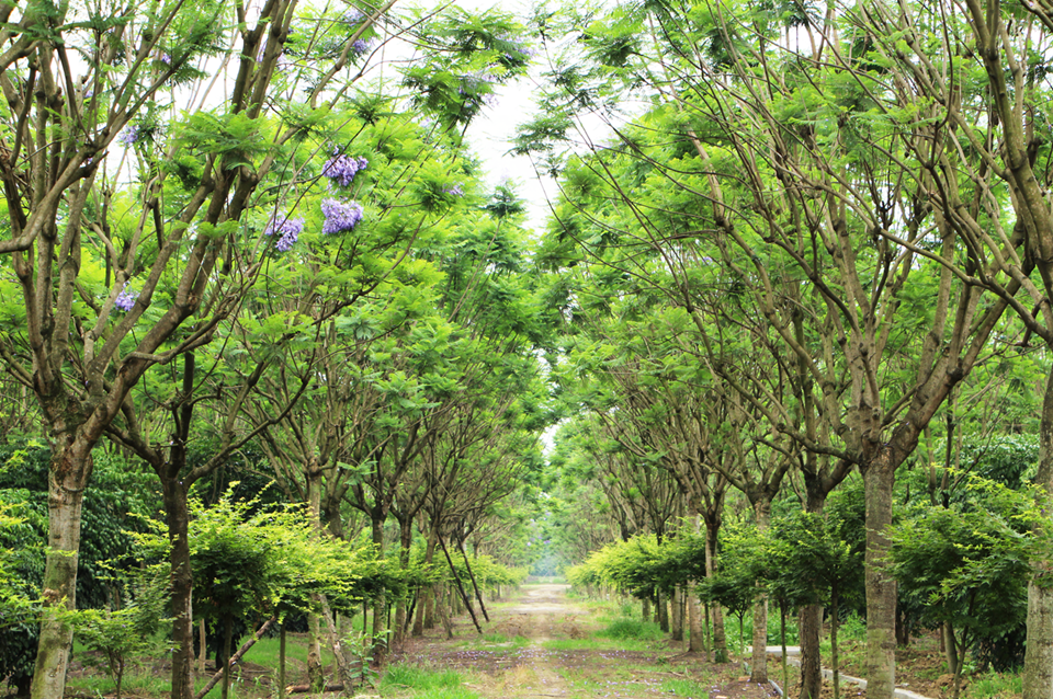 新津藍(lán)花楹基地
