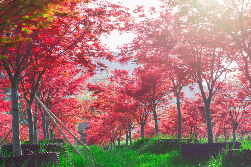 七彩長(zhǎng)灘彩色苗木核心示范基地