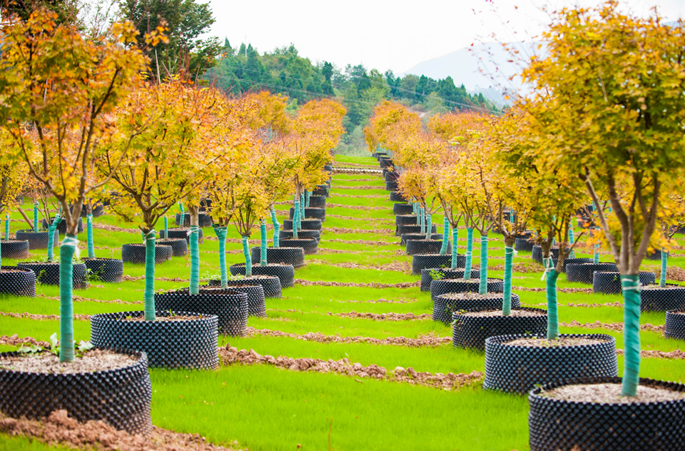 七彩長(zhǎng)灘彩色苗木核心示范基地
