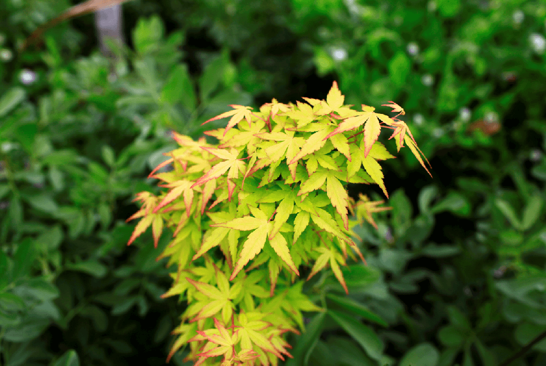 紅火樹-珊瑚閣 紅火樹-珊瑚閣