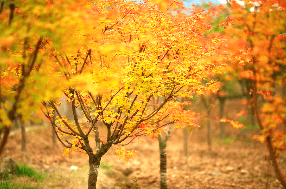 紅火樹-珊瑚閣 紅火樹-珊瑚閣