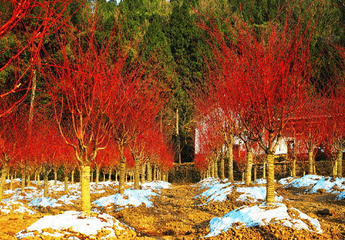 紅火樹-珊瑚閣 紅火樹-珊瑚閣