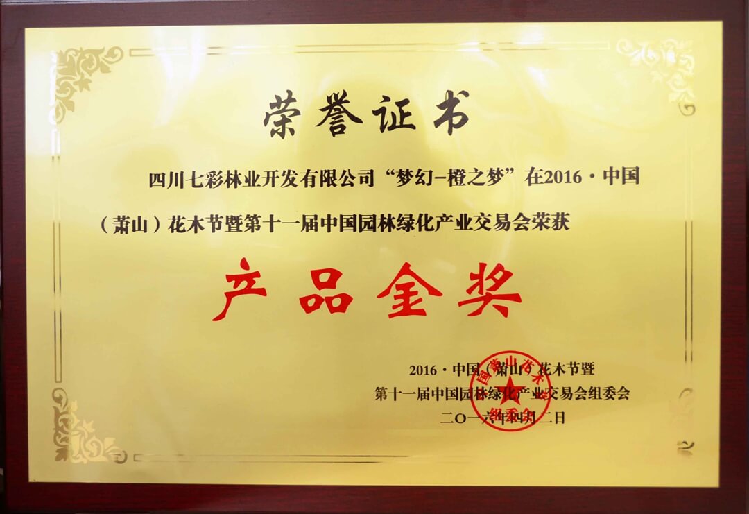 夢(mèng)幻-橙之夢(mèng) 夢(mèng)幻-橙之夢(mèng)