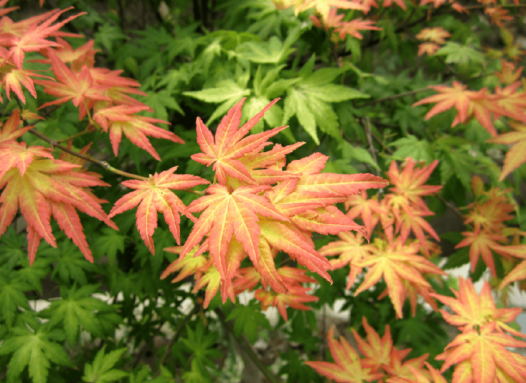 夢(mèng)幻-橙之夢(mèng) 夢(mèng)幻-橙之夢(mèng)