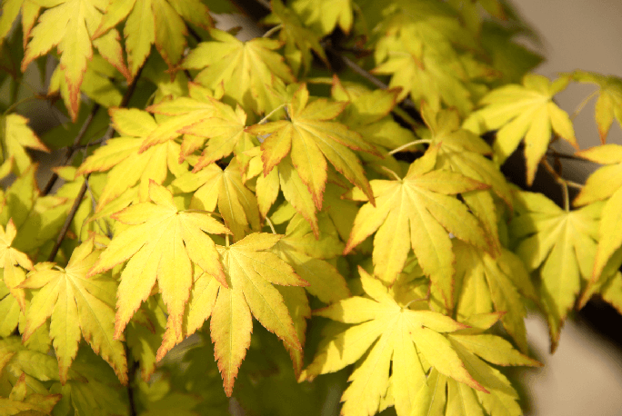 夢(mèng)幻-橙之夢(mèng) 夢(mèng)幻-橙之夢(mèng)