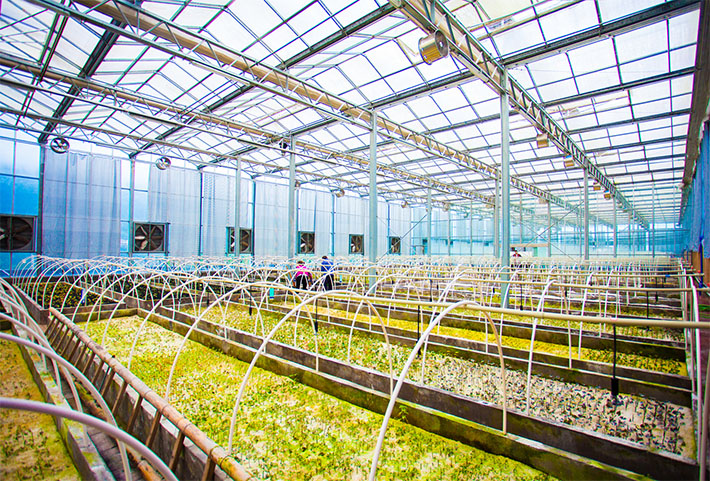 國(guó)家級(jí)星創(chuàng)天地“七彩林業(yè)星創(chuàng)天地”，托起秦巴山人的致富汗水和創(chuàng)業(yè)夢(mèng)想