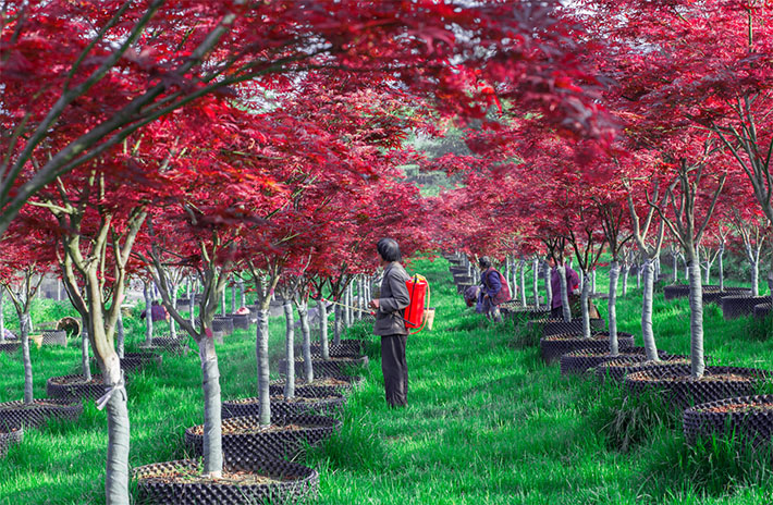 七彩林業(yè)榮獲四川省“萬企幫萬村”精準(zhǔn)扶貧行動示范單位