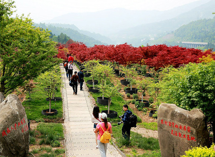 七彩林業(yè)榮獲四川省“萬企幫萬村”精準(zhǔn)扶貧行動示范單位