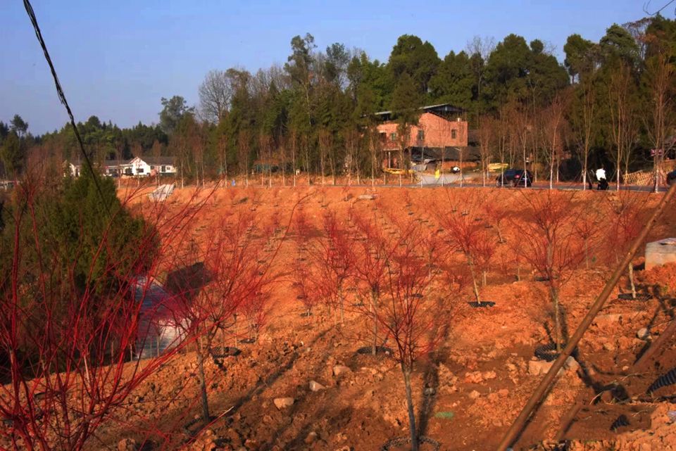 九寨村不只是脫貧丨七彩助力巴中打造全新4A級景區(qū)