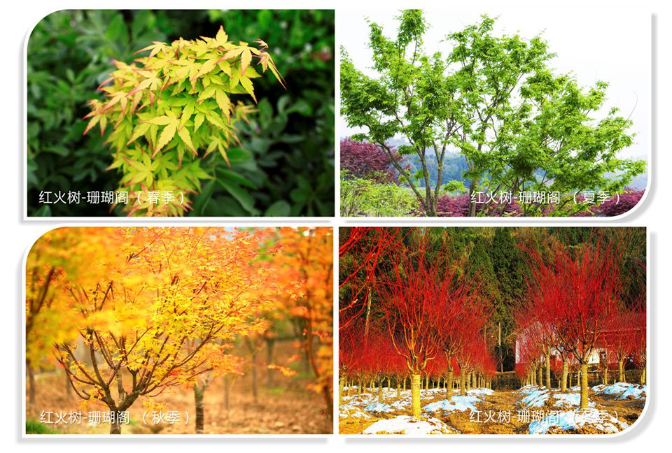 九寨村不只是脫貧丨七彩助力巴中打造全新4A級景區(qū)