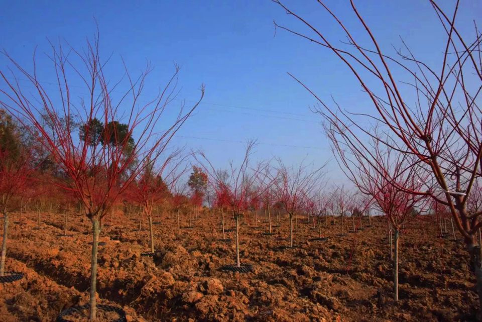 九寨村不只是脫貧丨七彩助力巴中打造全新4A級景區(qū)