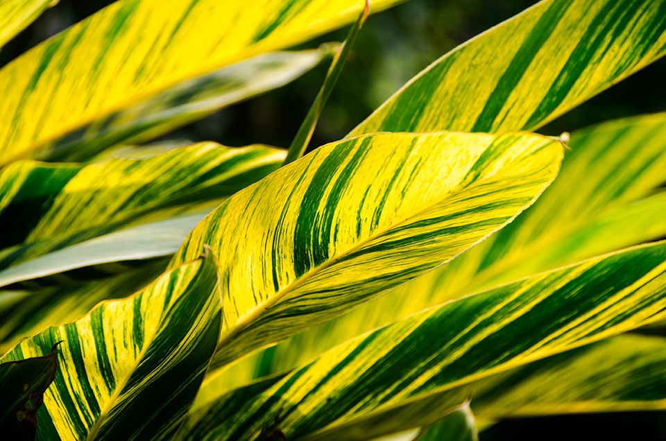 滿(mǎn)園春色關(guān)不住|七彩屋頂花園春意盎然，讓人心動(dòng)不已