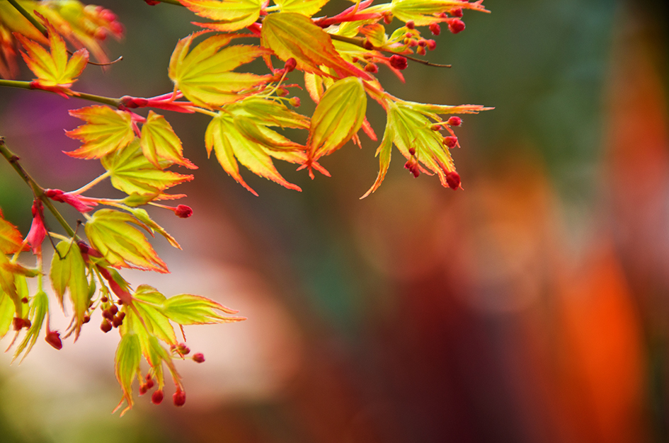 滿(mǎn)園春色關(guān)不住|七彩屋頂花園春意盎然，讓人心動(dòng)不已