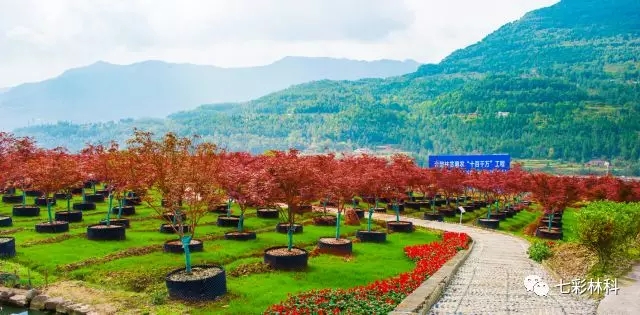 重磅來襲！七彩林業(yè)榮獲“四川省建設(shè)長(zhǎng)江上游生態(tài)屏障先進(jìn)集體”稱號(hào)！