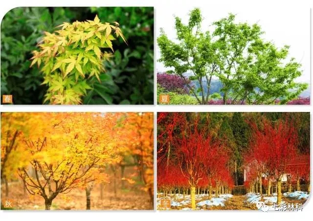 重磅來襲！七彩林業(yè)榮獲“四川省建設(shè)長(zhǎng)江上游生態(tài)屏障先進(jìn)集體”稱號(hào)！