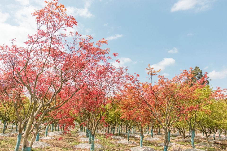 七彩出品|318國道邊的靚麗風(fēng)景線，趁著這春日驕陽去走一走吧！
