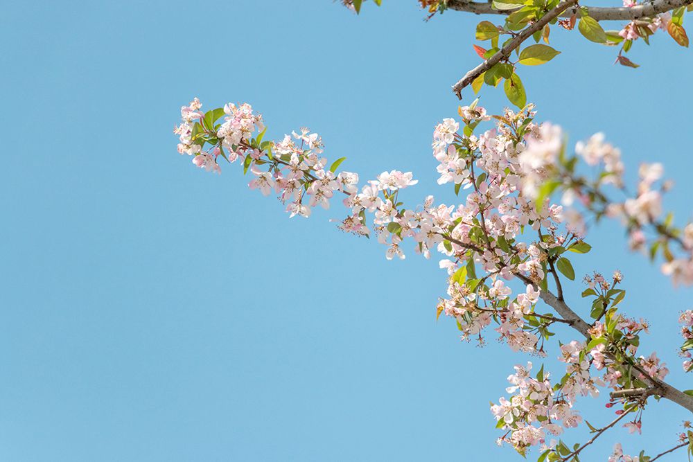 七彩出品|318國道邊的靚麗風(fēng)景線，趁著這春日驕陽去走一走吧！