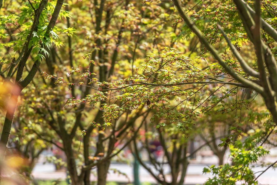 七彩出品|318國道邊的靚麗風(fēng)景線，趁著這春日驕陽去走一走吧！