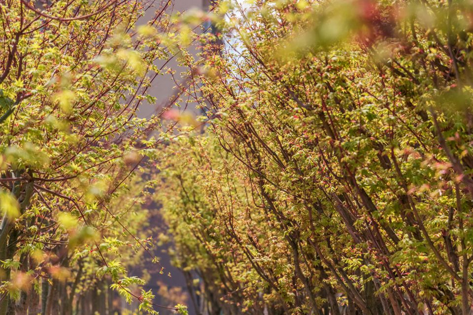 七彩出品|318國道邊的靚麗風(fēng)景線，趁著這春日驕陽去走一走吧！