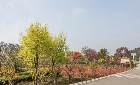 七彩出品|蒲江縣成佳鎮(zhèn)七彩茶林，春日里的調(diào)色板