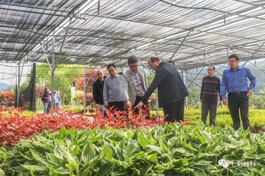 聚焦七彩|這陣子的七彩有點火！全國各地領導先后參觀調研七彩林業(yè)！