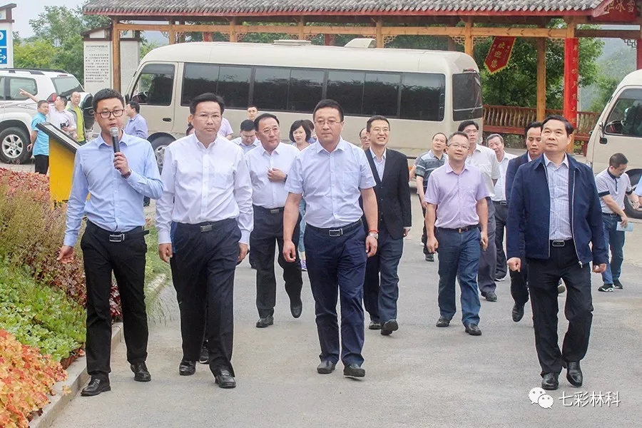 聚焦七彩|廣西壯族自治區(qū)政協(xié)副主席黃日波調(diào)研七彩林業(yè)