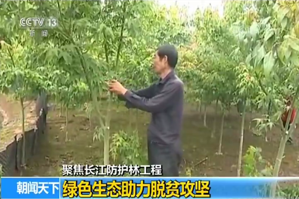 聚焦七彩|七彩林業(yè)亮相央視，助力長(zhǎng)江防護(hù)林工程，推動(dòng)脫貧攻堅(jiān)