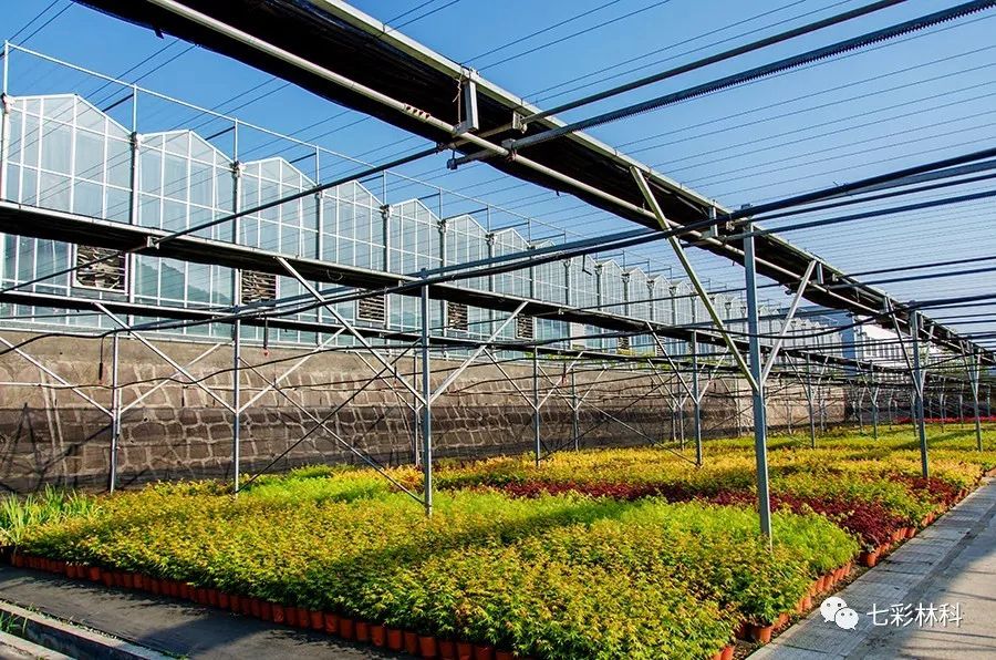 聚焦七彩|七彩林業(yè)亮相央視，助力長江防護林工程，推動脫貧攻堅