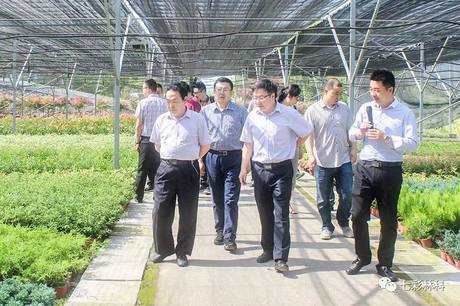 聚焦七彩|貴陽(yáng)市政協(xié)副主席喻理飛率考察學(xué)習(xí)組調(diào)研七彩林業(yè)