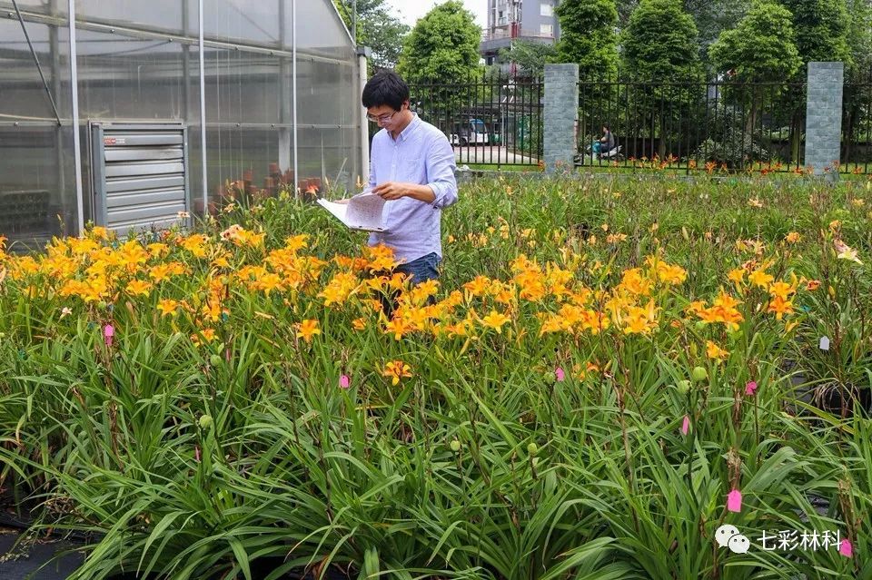 七彩匠心|何程相：一草一木總關(guān)情，浮云不歇，花事不了