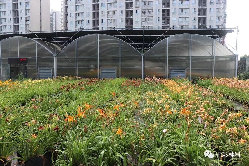 七彩匠心|何程相：一草一木總關(guān)情，浮云不歇，花事不了