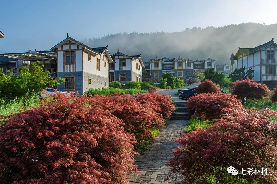 聚焦七彩|《人民政協(xié)報(bào)》：七彩林業(yè)——美麗中國(guó)的生力軍！