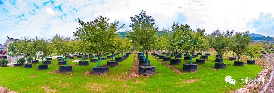 聚焦七彩|七彩林業(yè)“青龍”斬獲第六屆中國·沭陽花木節(jié)產(chǎn)品金獎(jiǎng)