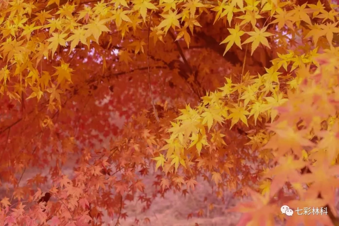 最后的秋色！有一種紅叫“七彩紅”！
